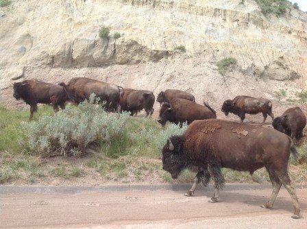 Buffalo