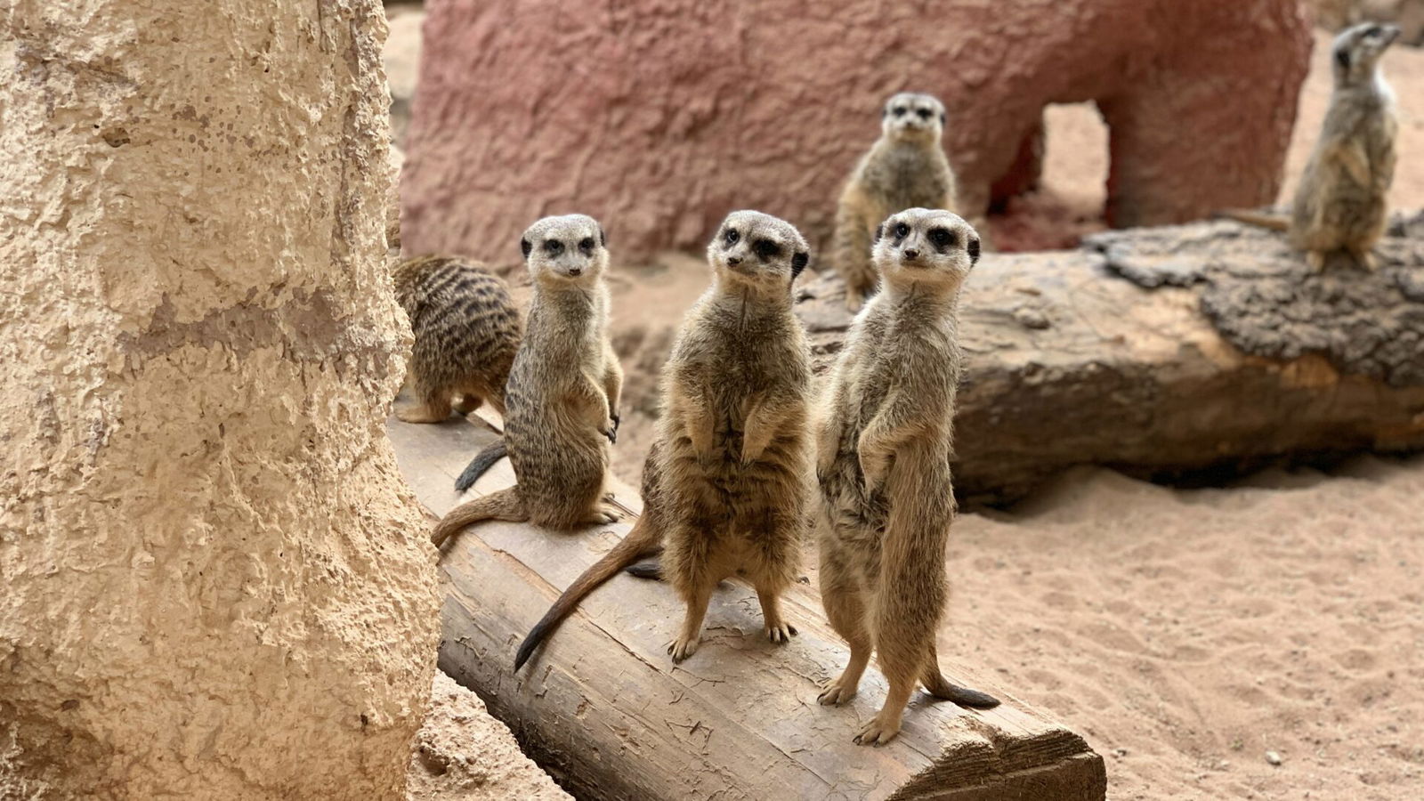 WBD Announces Animated Movie of MEERKAT MANOR